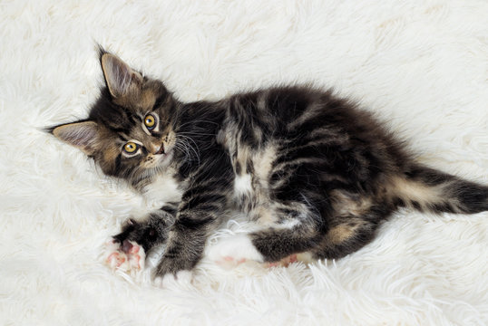 striped kitten on a fluffy background top view