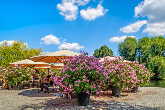 On the banks of river Havel close to Alter Markt in Potsdam, Germany - Romantic caf&eacute; terrace surrounding by large potted oleander bushes in pink and purple bloom.  