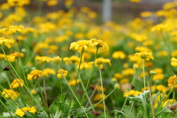 Beautiful yellow flowers