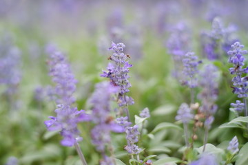 Fototapeta na wymiar lavender in garden
