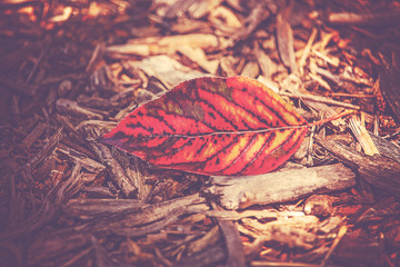red leaf in a spot of sun on dried out bark