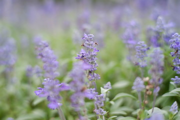 Beautiful purple flowers