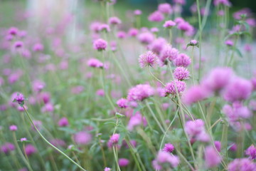 Beautiful purple flowers