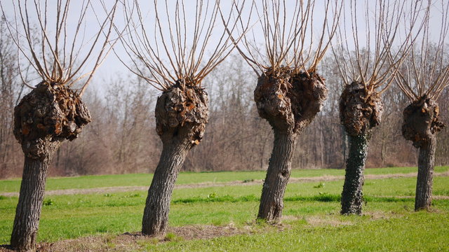 GELSI IN CAMPAGNA