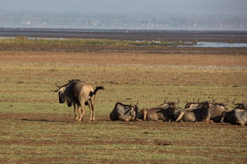 Gnuherde in der Serengeti