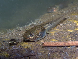 Tadpole or Pollywog in Pond
