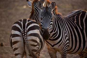 Naklejka premium Zebras