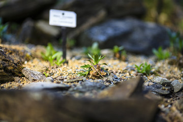 Fototapeta premium Botanischer Garten Dresden
