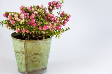 Evergreen Christmas  arrangement in pot  