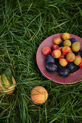 elevated view of plums, apricots and peaches on green grass in garden