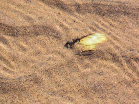 Bivalve shellfish on the shallow shore, buried in sand, visible through clear water