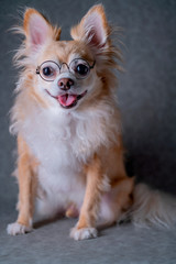 cute brown chihuahua wear black round glasses with grey leather background