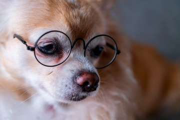 cute brown chihuahua wear black round glasses with grey leather background