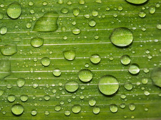 Beautiful green leaf texture with drops of water