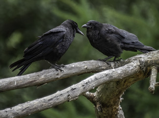 Morning disscussion with mother crow