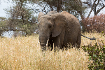 Fototapeta premium Elefant in der Savanne