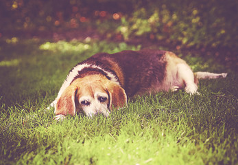 a cute senior beagle looking off in the distance in a park or backyard on fresh green lawn