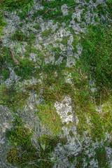 Massive wall background with green plants. Mossy rustic stone wall closeup photo texture. Rough stone wall of ancient building. Green moss on stone closeup. Old masonry stonewall pattern