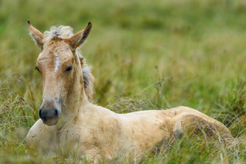 portrait of a horse lying on the grass close up