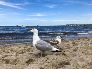 Two gulls on a sandy beach on the Baltic Sea. Landscape with sea waves, sand and two gulls.