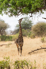 Giraffe beim Fressen