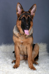 Cucciolo pastore tedesco