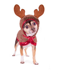 cute chihuahua dressed up in a reindeer costume isolated on a white background