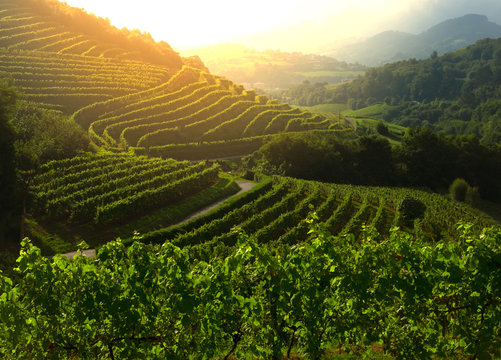 Vineyard at sunset., landscape view of farm in Zarautz.