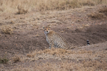 Gepard - Jungtier - Serengeti