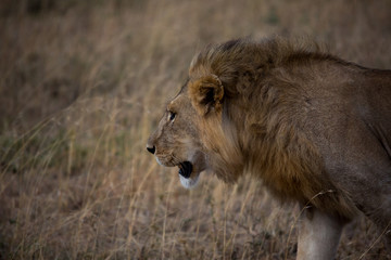 Fototapeta na wymiar Wilder Löwe in der Serengeti