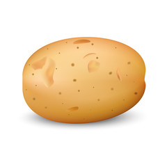Yellow potato mockup. Realistic illustration of yellow potato vector mockup for web design isolated on white background