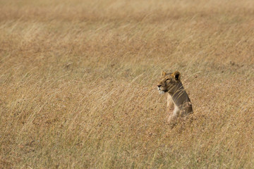 Löwin auf Beobachtungsposten - Serengeti