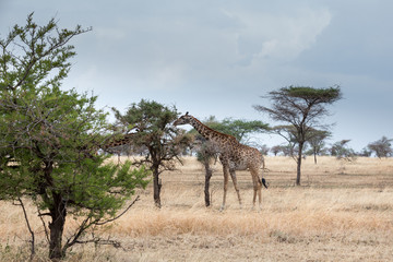 Fototapeta na wymiar Giraffe in der Serengeti