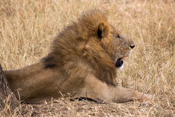 Löwe in der Savanne