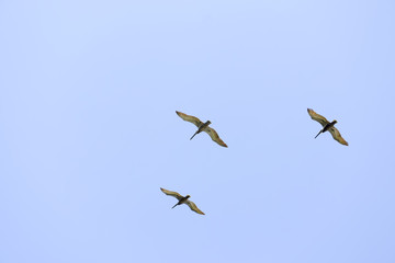 Three birds on the blue sky