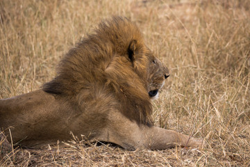 Wilder Löwe in der Savanne