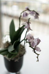 withered lilac orchid close up in vase on table