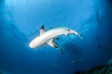 Caribbean reef shark