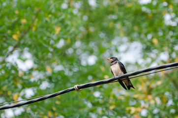chick swallow is sitting on the wire against the background of green leaves