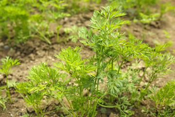parsley leaves in a vegetable garden