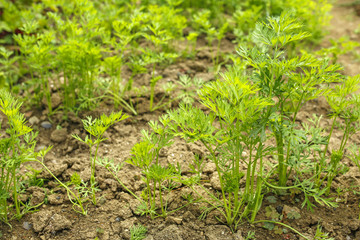 parsley leaves in a vegetable garden