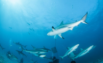 Caribbean reef shark