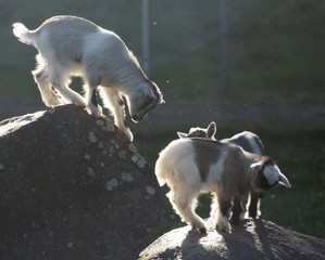 Goats climbing