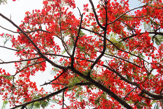 El viejo rojo 