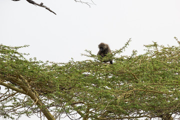Affe im Baum - Serengeti