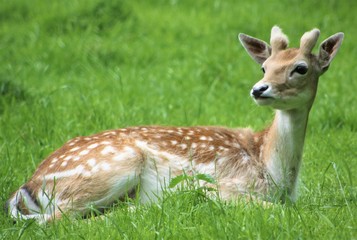 A deer