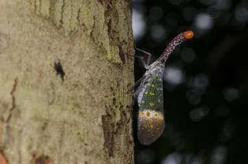 latern bug on tree