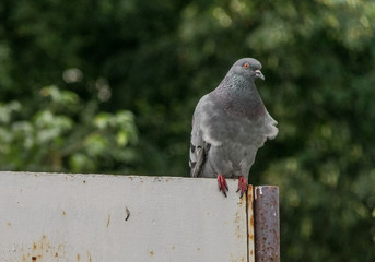 Pigeon