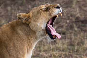 Gähnende Löwin - Serengeti