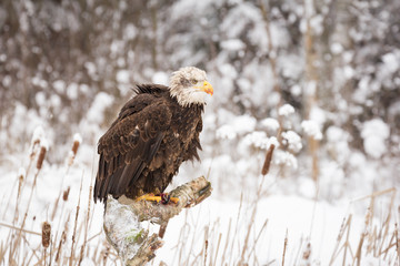 Beautiful Bald Eagle on a branch with caught fish. Cold, freezing, snowing are typical perfect...